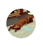 pecopeco1（個別スタンプ：4）