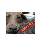 pecopeco1（個別スタンプ：6）
