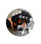 キャバリア トライカラーのサージュくん（個別スタンプ：1）