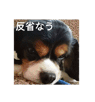 キャバリア トライカラーのサージュくん（個別スタンプ：6）