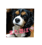 キャバリア トライカラーのサージュくん（個別スタンプ：12）