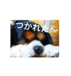 キャバリア トライカラーのサージュくん（個別スタンプ：18）