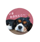 キャバリア トライカラーのサージュくん（個別スタンプ：22）
