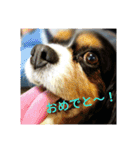 キャバリア トライカラーのサージュくん（個別スタンプ：24）