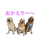 ゴールデンレトリバーSOLAMO 2（個別スタンプ：6）