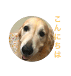 ゴールデンレトリバーSOLAMO 2（個別スタンプ：9）