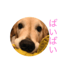 ゴールデンレトリバーSOLAMO 2（個別スタンプ：10）