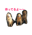 ゴールデンレトリバーSOLAMO 2（個別スタンプ：15）