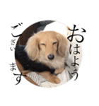 まんまちゃんとくうちゃん（個別スタンプ：1）