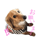 まんまちゃんとくうちゃん（個別スタンプ：11）