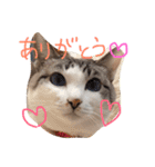 小悪魔ねこメイちゃん（個別スタンプ：1）