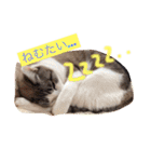 小悪魔ねこメイちゃん（個別スタンプ：2）