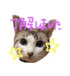 小悪魔ねこメイちゃん（個別スタンプ：4）