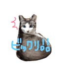 小悪魔ねこメイちゃん（個別スタンプ：5）