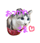 小悪魔ねこメイちゃん（個別スタンプ：6）