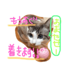 小悪魔ねこメイちゃん（個別スタンプ：8）