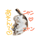 小悪魔ねこメイちゃん（個別スタンプ：9）