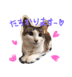 小悪魔ねこメイちゃん（個別スタンプ：12）