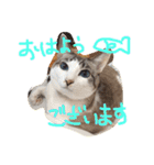 小悪魔ねこメイちゃん（個別スタンプ：13）