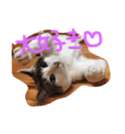 小悪魔ねこメイちゃん（個別スタンプ：14）