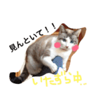 小悪魔ねこメイちゃん（個別スタンプ：17）