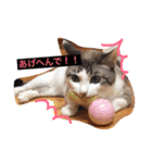 小悪魔ねこメイちゃん（個別スタンプ：19）
