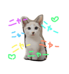 小悪魔ねこメイちゃん（個別スタンプ：20）