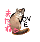 小悪魔ねこメイちゃん（個別スタンプ：23）