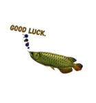 Arowana.1（個別スタンプ：3）