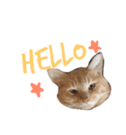 愉快なネコたち（個別スタンプ：1）