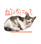 愉快なネコたち（個別スタンプ：8）