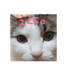 愉快なネコたち（個別スタンプ：13）