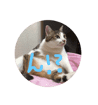 愉快なネコたち（個別スタンプ：14）