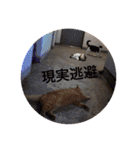 愉快なネコたち（個別スタンプ：16）