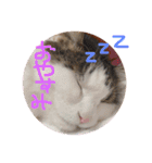 愉快なネコたち（個別スタンプ：17）