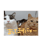 愉快なネコたち（個別スタンプ：18）