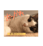 愉快なネコたち（個別スタンプ：19）