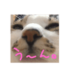 愉快なネコたち（個別スタンプ：20）