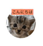 アメリカンショートヘアの赤ちゃん（個別スタンプ：2）