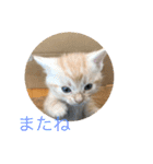 アメリカンショートヘアの赤ちゃん（個別スタンプ：5）