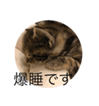 アメリカンショートヘアの赤ちゃん（個別スタンプ：6）