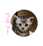 アメリカンショートヘアの赤ちゃん（個別スタンプ：9）