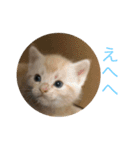 アメリカンショートヘアの赤ちゃん（個別スタンプ：10）