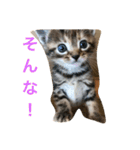 アメリカンショートヘアの赤ちゃん（個別スタンプ：12）