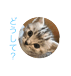 アメリカンショートヘアの赤ちゃん（個別スタンプ：15）