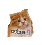 Weasley the cat（個別スタンプ：1）