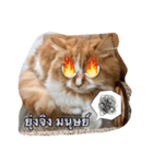 Weasley the cat（個別スタンプ：2）