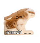 Weasley the cat（個別スタンプ：3）