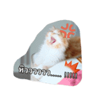 Weasley the cat（個別スタンプ：6）