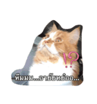 Weasley the cat（個別スタンプ：7）